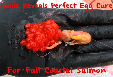 Guide Reveals Perfect Egg Cure For Coastal Fall Salmon Pautzke Bait Co