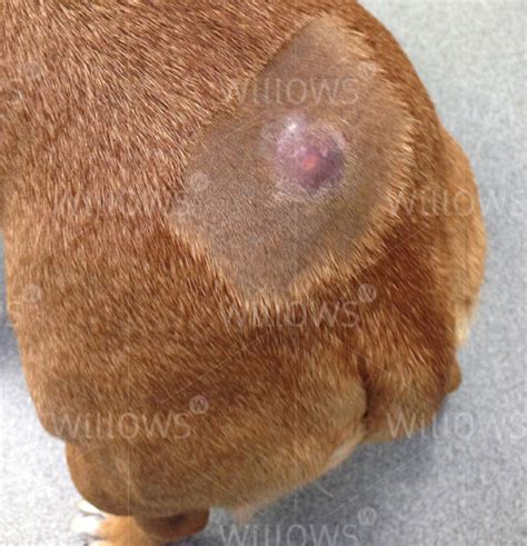 Canine Mast Cell Tumours Willows Uk West Midlands