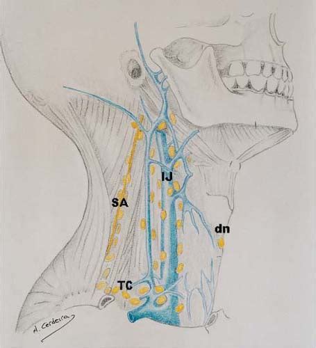 Rationale And Anatomical Basis For Functional And Selective Neck