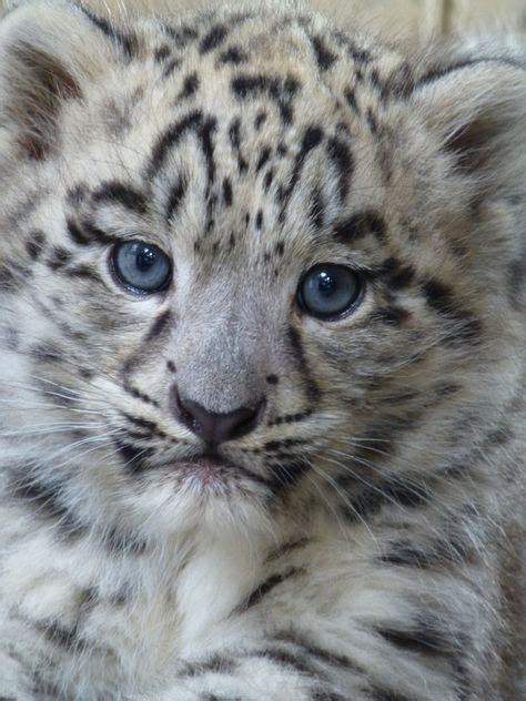 Male Snow Leopard Cub Natures Beauty On Earth Leopard Cub Baby