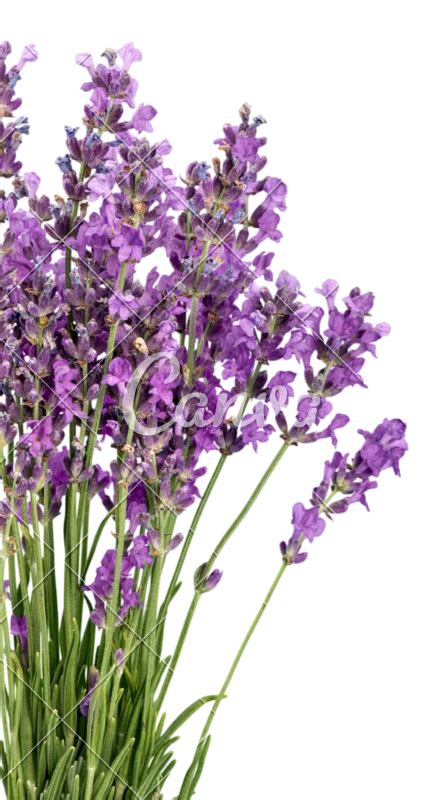 Lavender Flower Png Png Image Collection