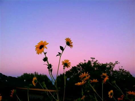 #Sunflowers #Twilight | Aesthetic backgrounds, Aesthetic wallpapers, Instagram