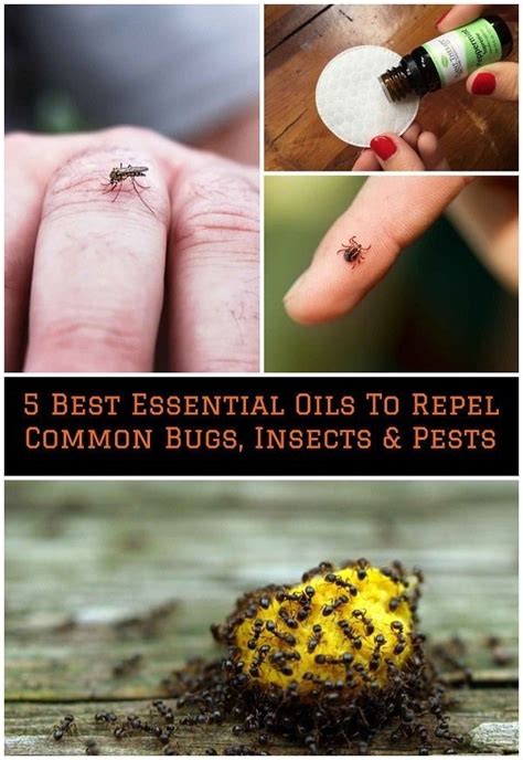 5 Best Essential Oils To Repel Common Bugs Insects And Pests Best Essential Oils Essential