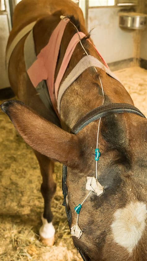 Ocular System In Horses Eye Medication Systems The Horses Advocate