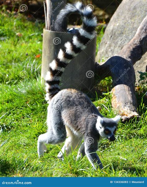 The Ring Tailed Lemur Lemur Catta Stock Image Image Of Pretty Catta