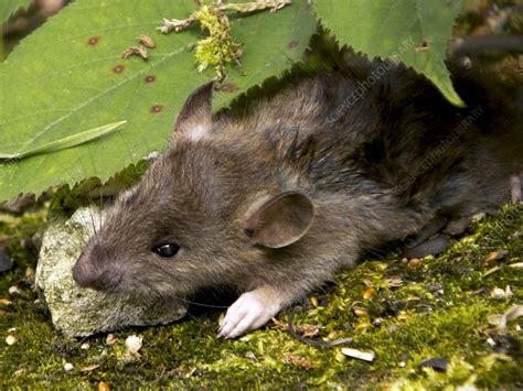 Brown Rat Stock Image C0270568 Science Photo Library