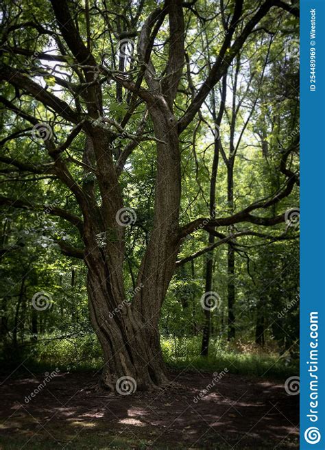 Vertical Shot Of A Dramatic Tree In A Forest Stock Image Image Of