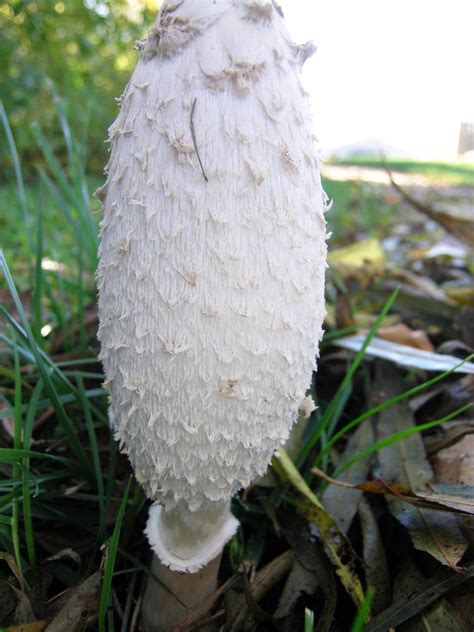 Illinois Mushrooms All Mushroom Info