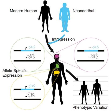 Neanderthal Dna Contributes To Human Gene Expression