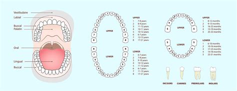 Teeth Numbering System For Adults And Children Dental Chart