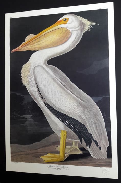 311 American White Pelican Princeton Audubon Edition