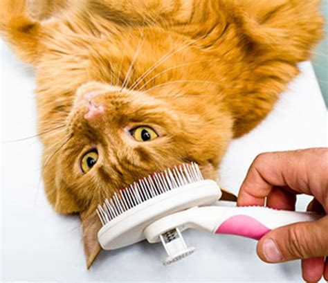 Cat Skin Care Dandruff Petsourcing