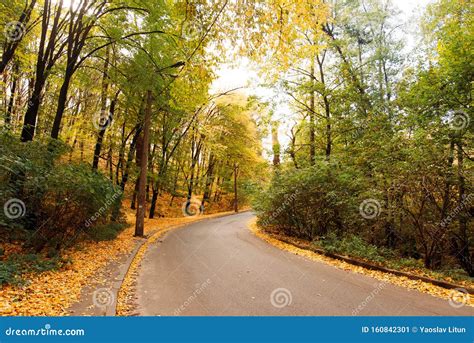 Beautiful Autumn Forest Beautiful Landscape With Road Trees With Red