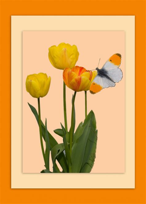 Flowers Butterfly Card Free Stock Photo Public Domain Pictures