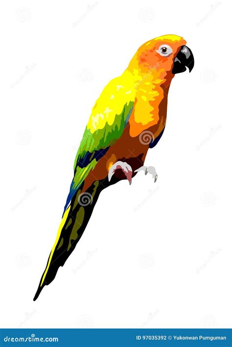 Conure Cartoons Illustrations And Vector Stock Images 131 Pictures To