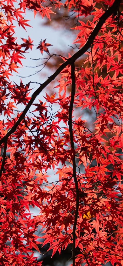 Maple Tree Wallpaper 4k Red Leaves Autumn Tree Branches 5k Nature