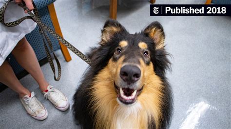 Lassie Got Help Would Your Dog The New York Times