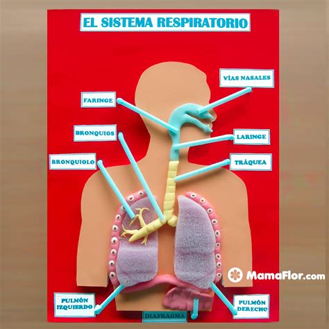 Maquetas Del Sistema Respiratorio Diy Mamaflor Com