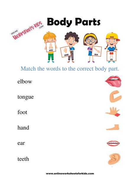 Human Body Parts For Kids Printable