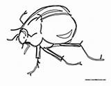 Flea Coloring Fleas Colormegood Animals sketch template
