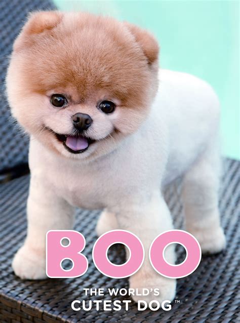 See more ideas about wallpaper, cute wallpapers, iphone wallpaper. Boo - The World's Cutest Dog™ (世界一かわいい犬BOO) ｜ 株式会社タクト ...