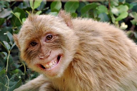 Free Download Pictures Of Cute Baby Monkeys Cute Baby Monkey Cute