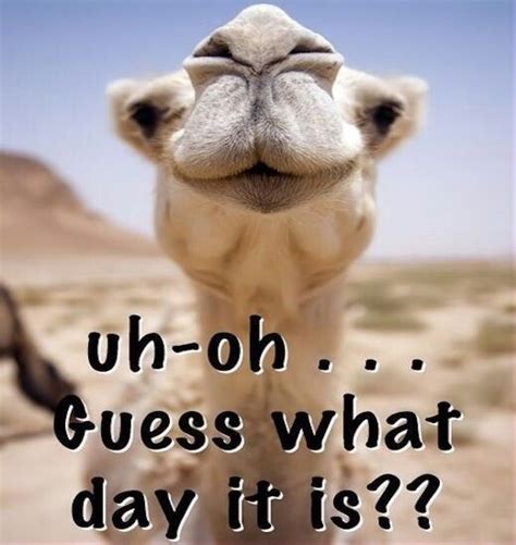 Camel By Camel Meme ~ Guess Wednesday Hump Happy Quotes Uh Oh Camel Quote Funny Morning Humor