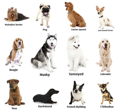 Different Breeds Of Dogs Together — Stock Photo © Belchonock 93111006