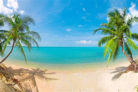Seascape Palm Beach, Self-adhesive Vinyl Wallpaper, Peel ...