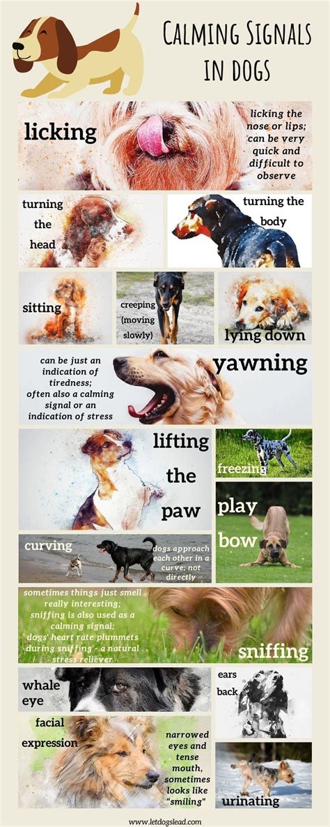 Calming Signals Infographic Let Dogs Lead