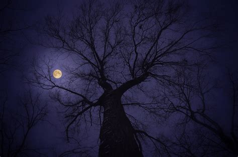 Tree In The Moonlight