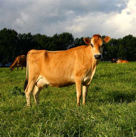 Our Dairy Cows Dairy Cow Breeds Dairy Cow Facts California Dairy