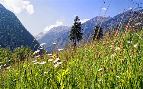 Alpine Meadow Full Hd Wallpaper And Background Image