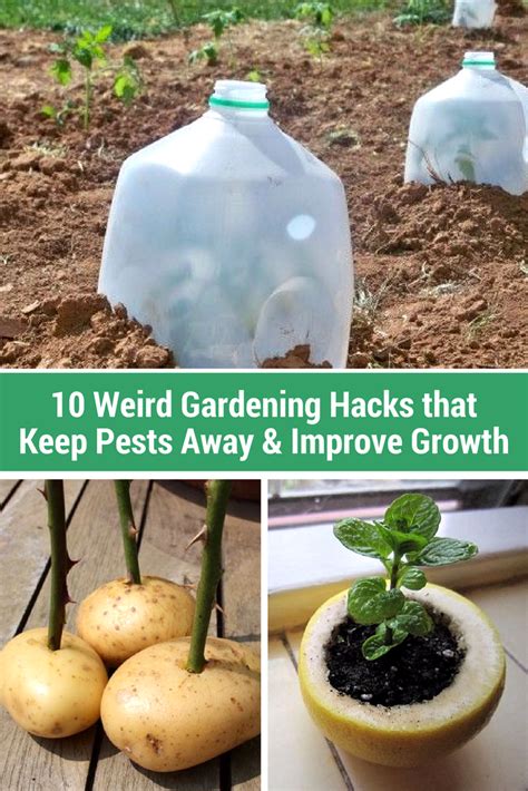 10 weird gardening hacks that keep pests away and improve growth sometimes the best ideas come