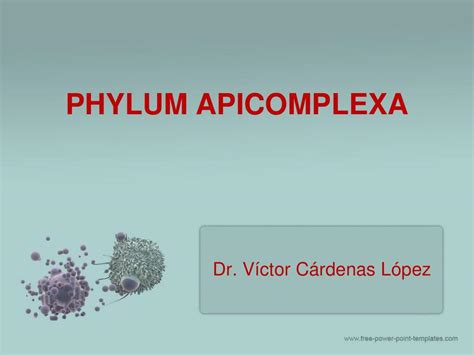 Phylum Apicomplexa Shadow UDocz