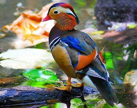 Colorful Mandarin Duck Colorful Nature Duck Bird Hd Wallpaper Peakpx