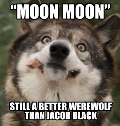 Still A Better Werewolf Funny Wolf Funny Animals Moon Moon Memes