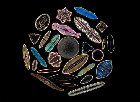 Diatoms Nikons Small World