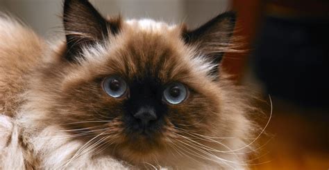 Check spelling or type a new query. Meet the Fluffy Cat Breeds | Petfinder