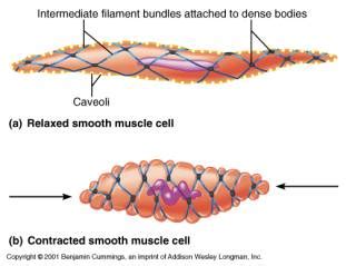 Smooth muscle is a type of tissue found in the walls of hollow organs, such as the intestines, uterus and stomach. Do both ends of a muscle contract? - Biology Stack Exchange