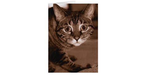 Worried Cat Card Zazzle