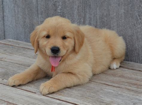 And, all of the puppies adopted from this milton. Golden Retriever Breeders Near Me - USA |Canada ...