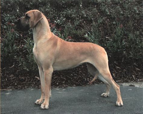 Blonde Great Dane Photos All Recommendation