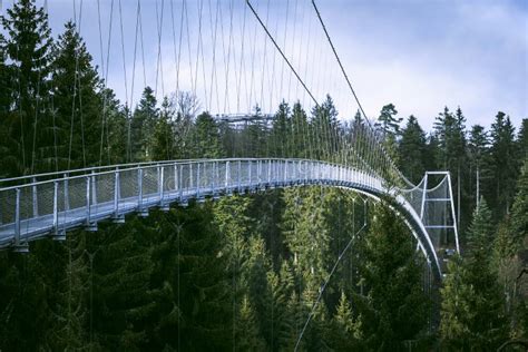 Suspension Bridge In Black Forest Germany Metal Bridge Over Pine