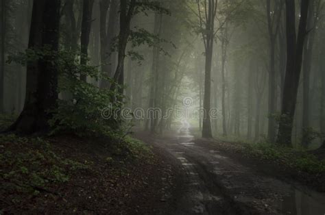 Road To The Light In Dark Mysterious Forest Stock Photo Image Of