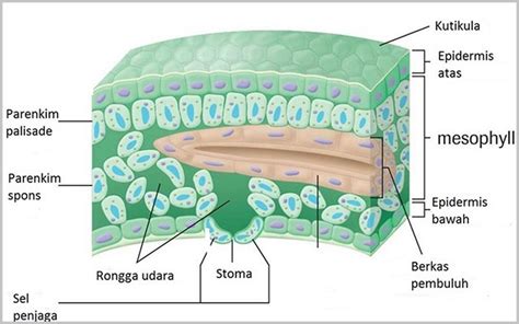 Jaringan Epidermis Pada Tumbuhan Homecare