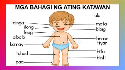 Ang Mga Bahagi Ng Katawan