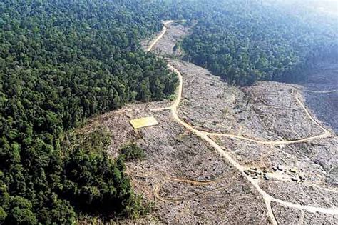 Colombie perou streaming football football streaming , footstream , regarder matchs de football streaming en francais. Colombie-Pérou : Engagement mutuel contre la déforestation illégale en Amazonie | Actu Latino