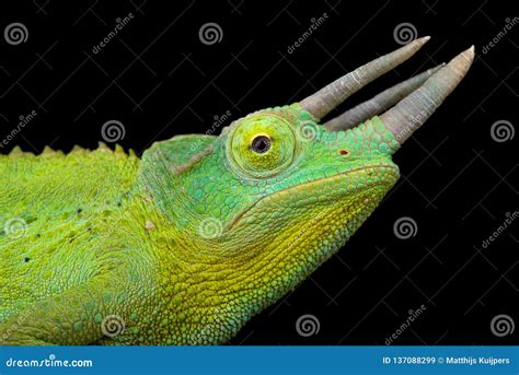 Yellow Crested Jackson`s Chameleon Trioceros Jacksonii Xantholopus