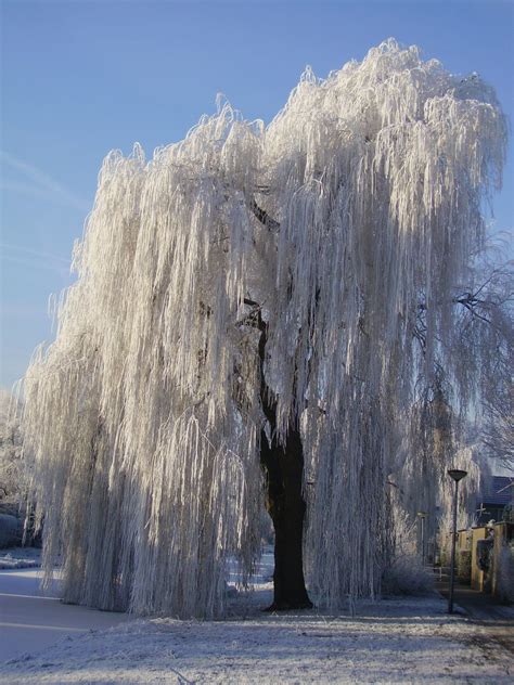 Weeping Willow Weeping Willow Has Always Been My Fav Even As A Child